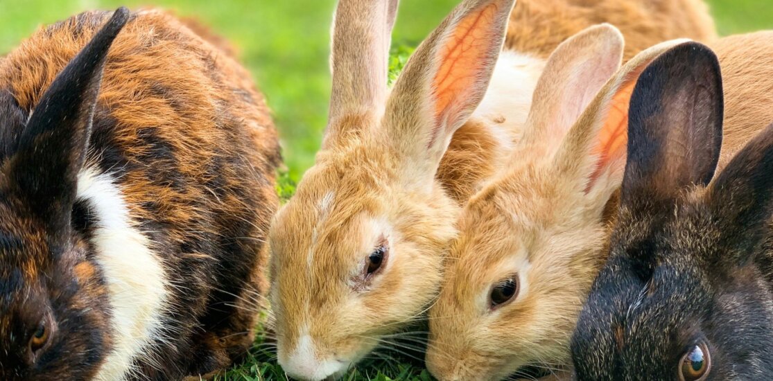 Image from Unsplash for the beauty without bunnies mission