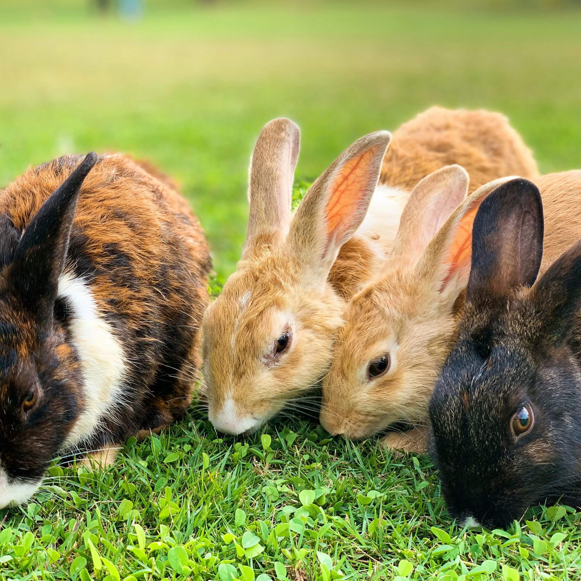 Image from Unsplash for the beauty without bunnies mission