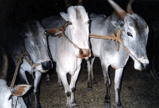 PETA-owned image
