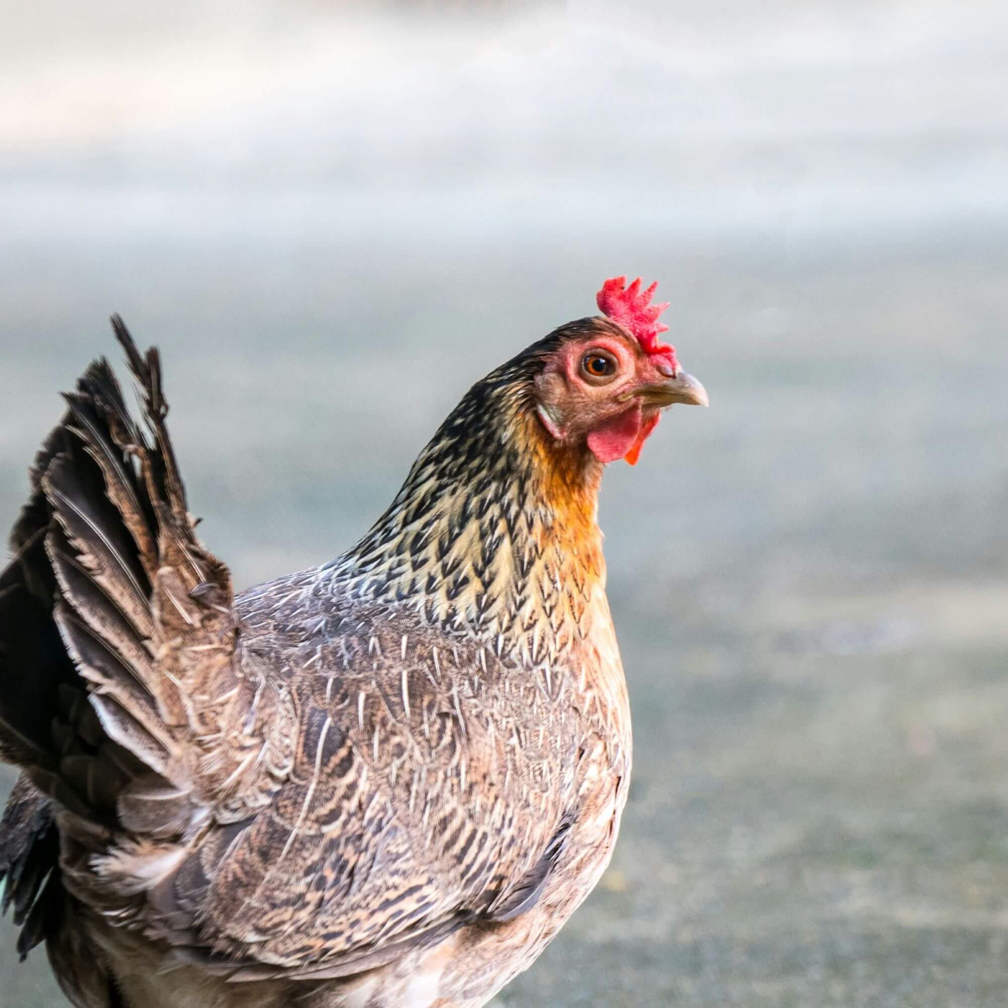Image from Unsplash for the farmer focus AA