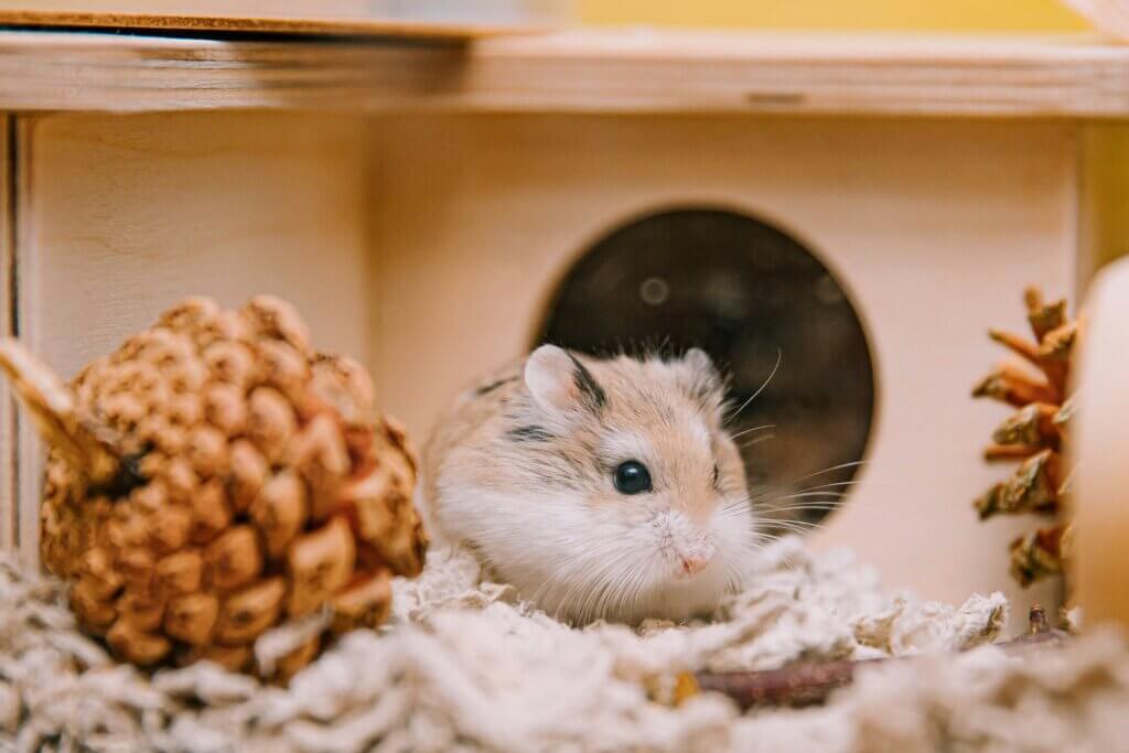 Image from Unsplash for the hamster article