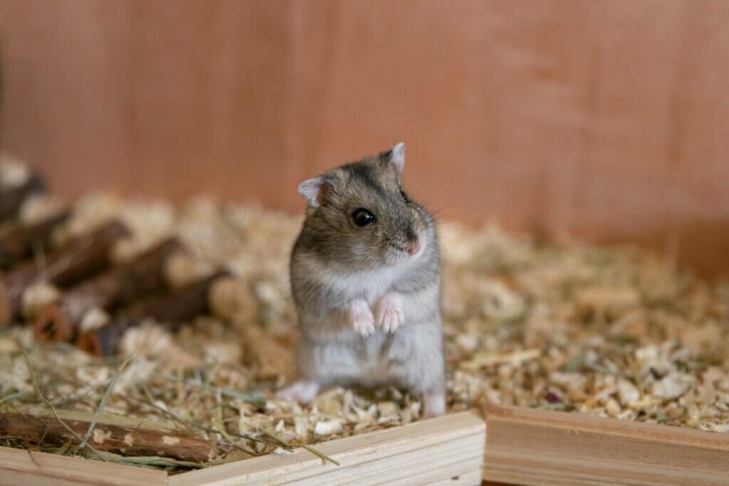 Image from Unsplash for the hamster article