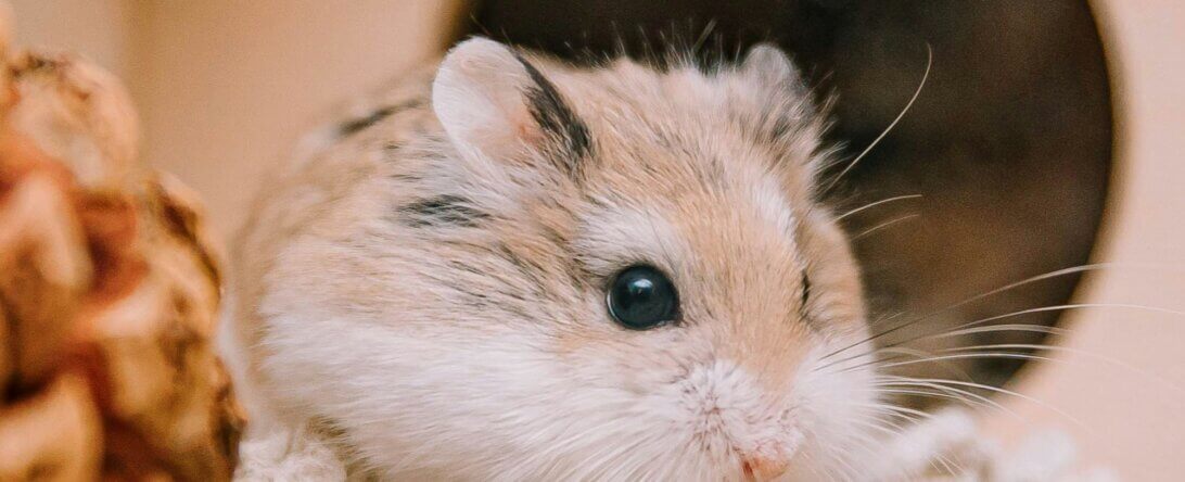 Image from Unsplash for the hamster article