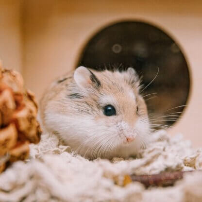 Image from Unsplash for the hamster article