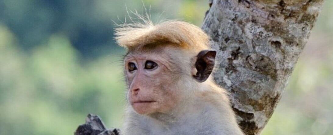 Image from Pixabay for the harvard monkey experiment page
