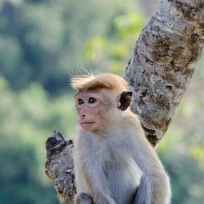 Image from Pixabay for the harvard monkey experiment page