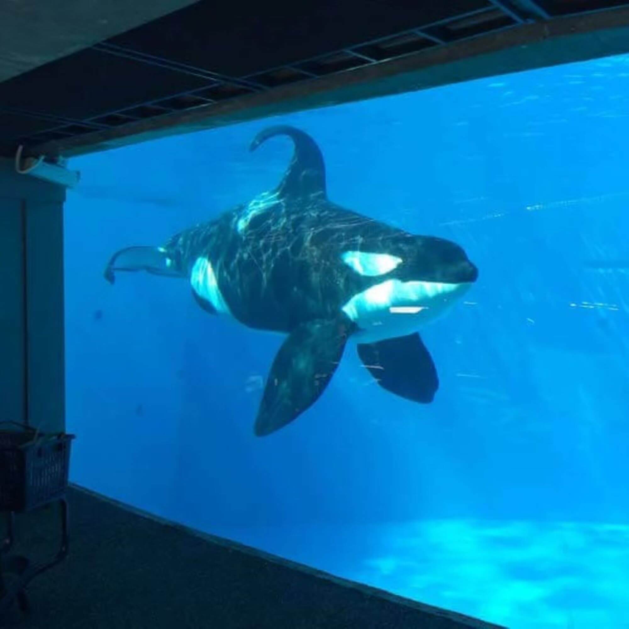 PETA-owned image for the live in bathtub mission