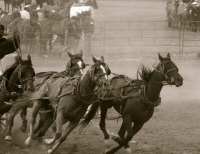 Image for the Calgary Stampede AA