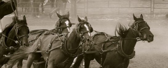 Image for the Calgary Stampede AA
