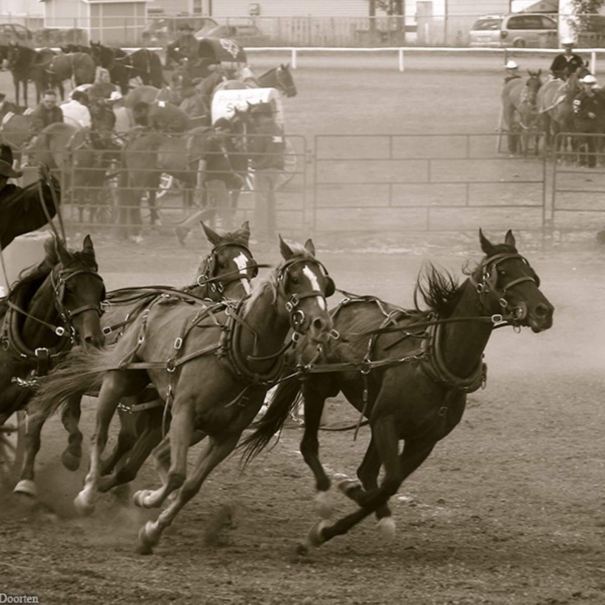 Image for the Calgary Stampede AA