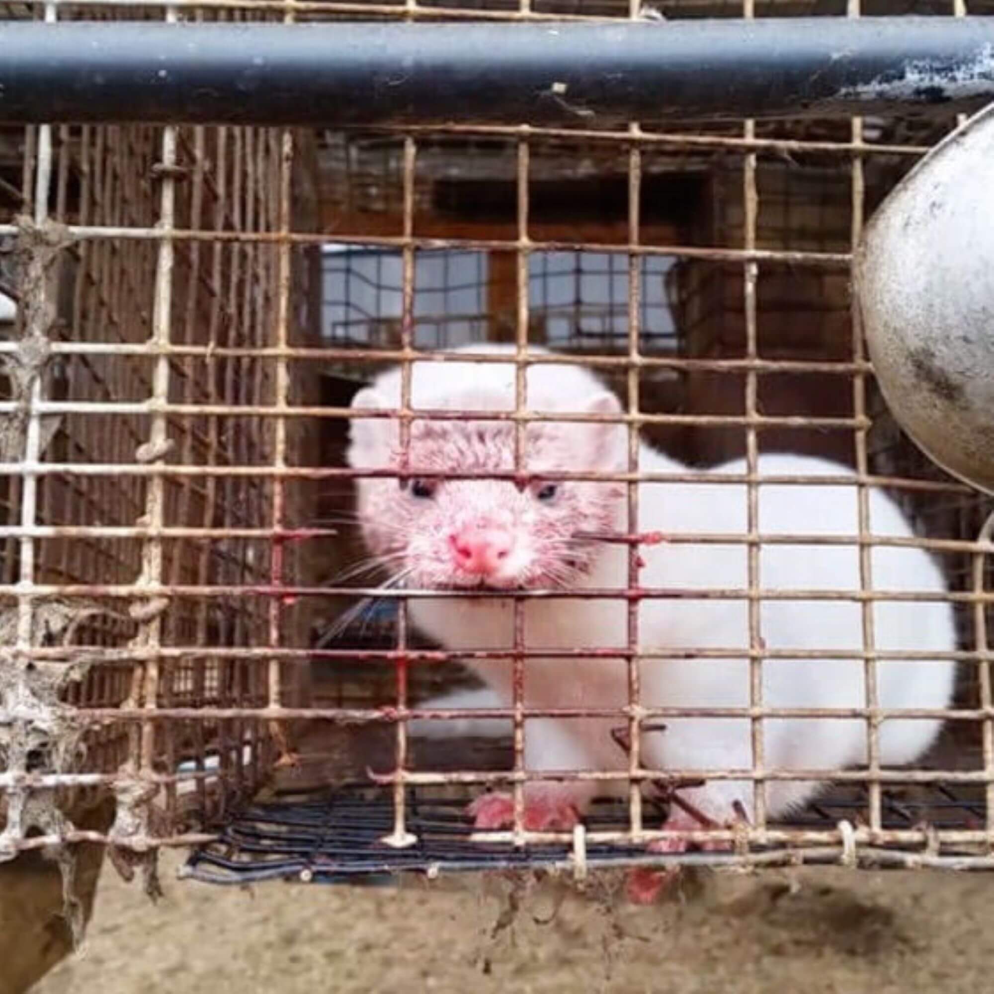 Image for the Mink VIRUS Act AA