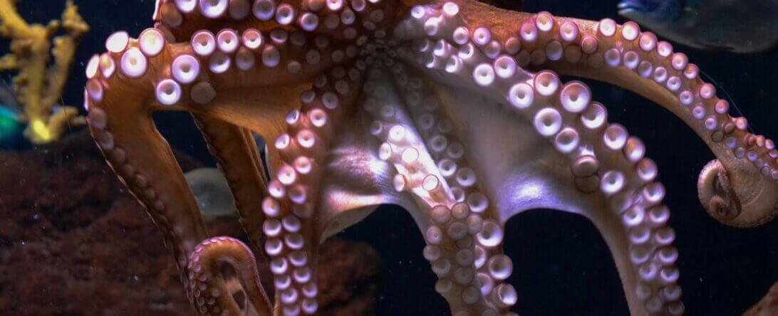 Image from Unsplash for the OCTOPUS Act AA