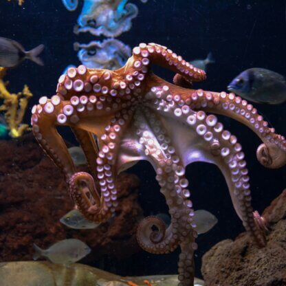 Image from Unsplash for the OCTOPUS Act AA