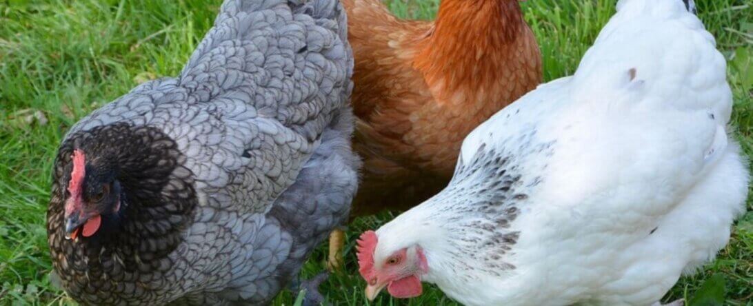 Image from Pixabay for the do vegans eat eggs article