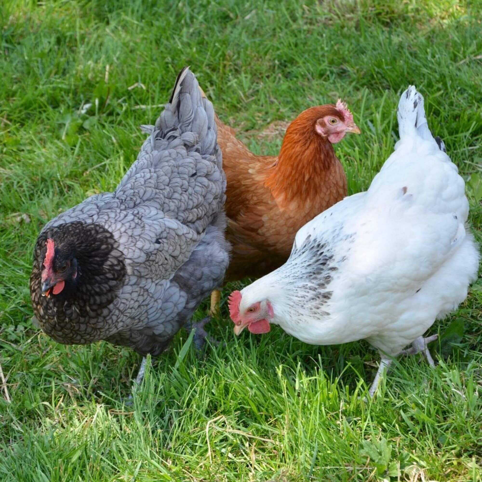 Image from Pixabay for the do vegans eat eggs article