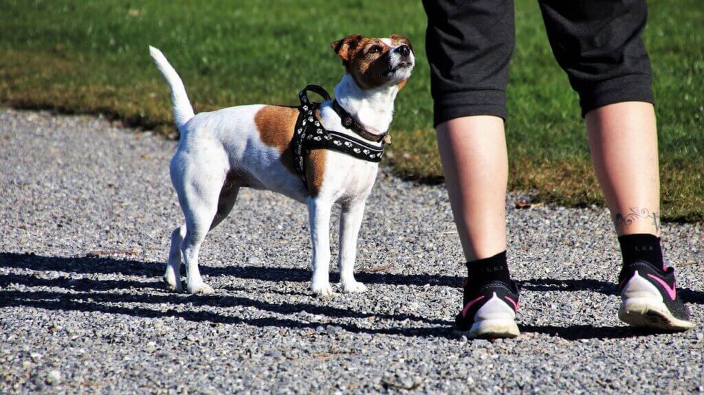 Image from PETA website for the dog park tips article