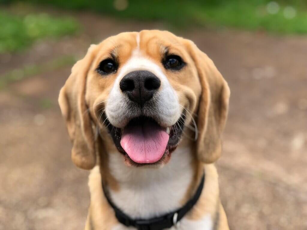 Image from Unsplash for the dog park tips article
