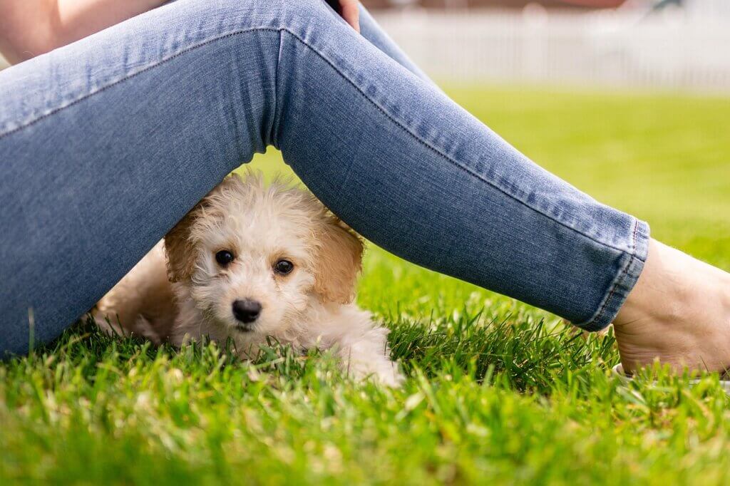 Image from Pixabay for the dog park tips article