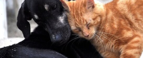 Image for the dogs and cats in Morocco AA