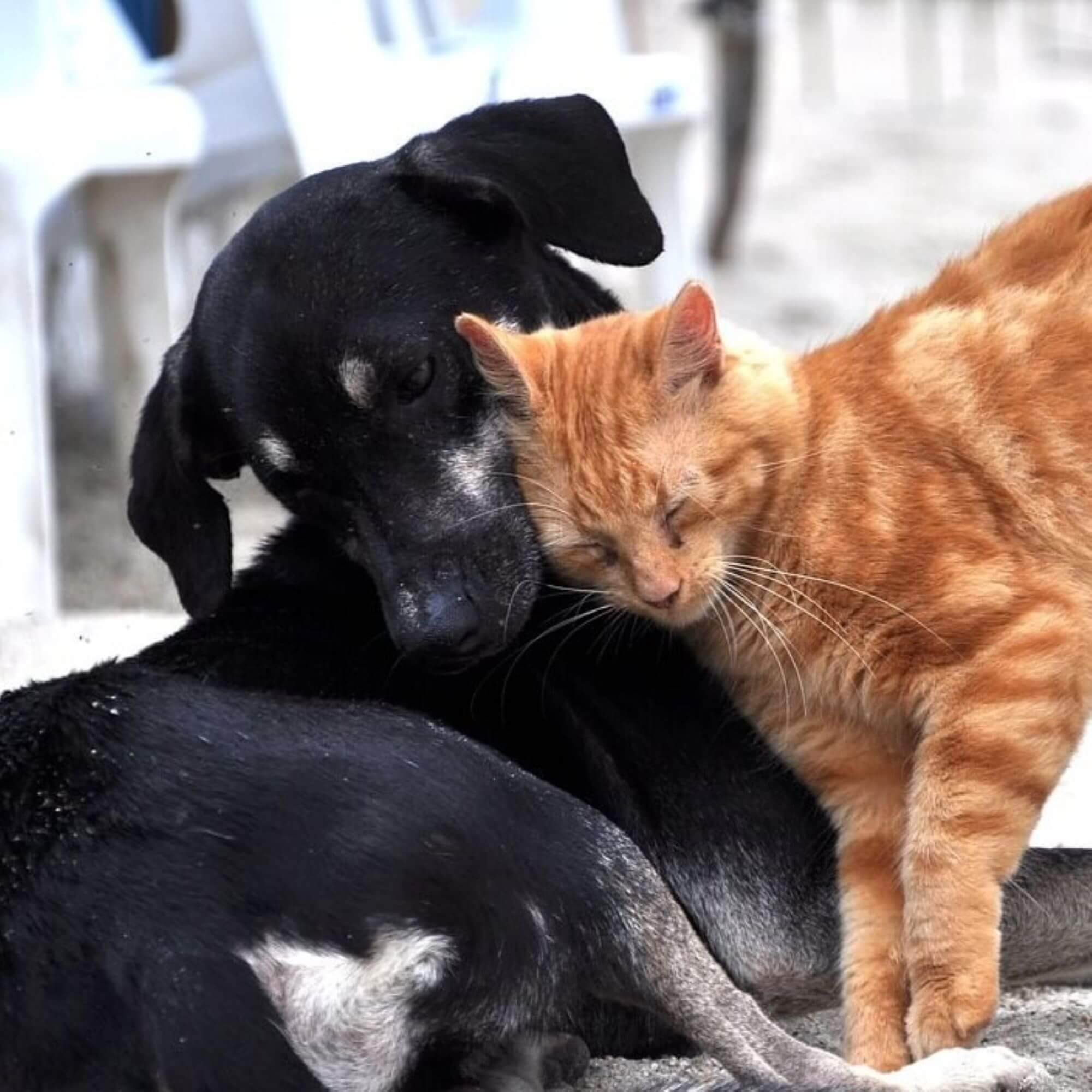 Image for the dogs and cats in Morocco AA