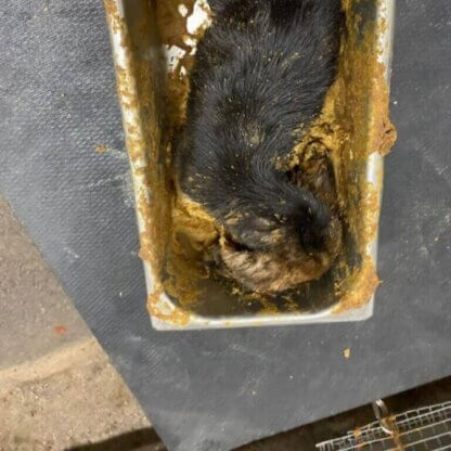 PETA-owned image for the Marshall AA