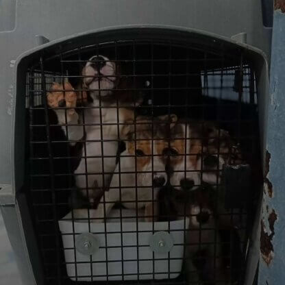PETA-owned image for the Palamur AA