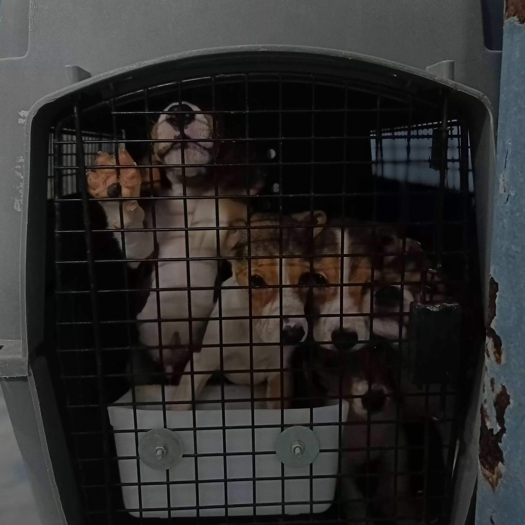 PETA-owned image for the Palamur AA