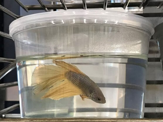 Image for the betta fish mission