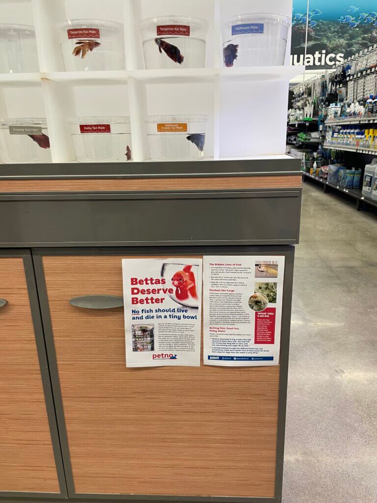 PETA-owned image for the betta fish mission