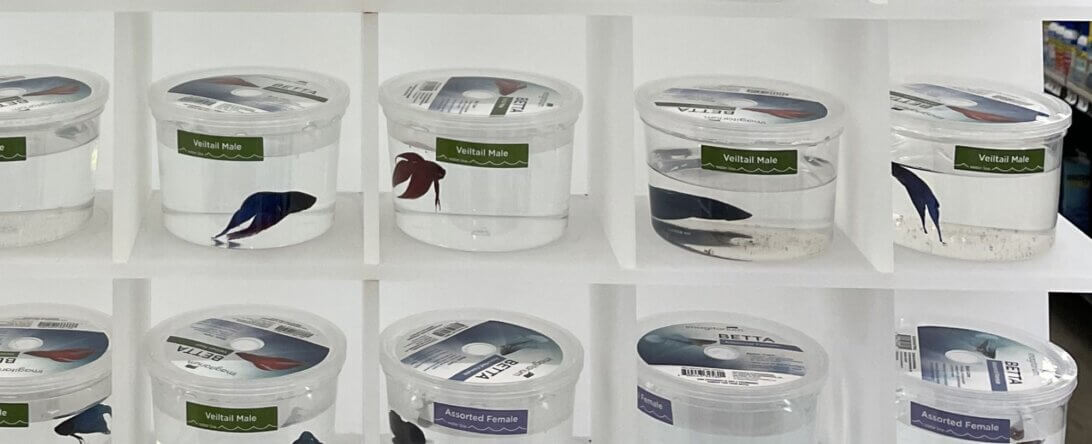 PETA-owned image for the betta fish mission