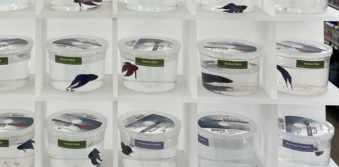 PETA-owned image for the betta fish mission