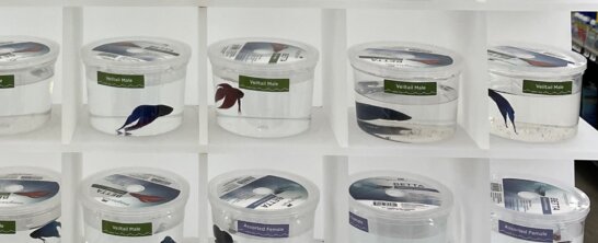 PETA-owned image for the betta fish mission