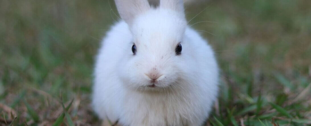 Image from Unsplash for the BunnyLulu AA
