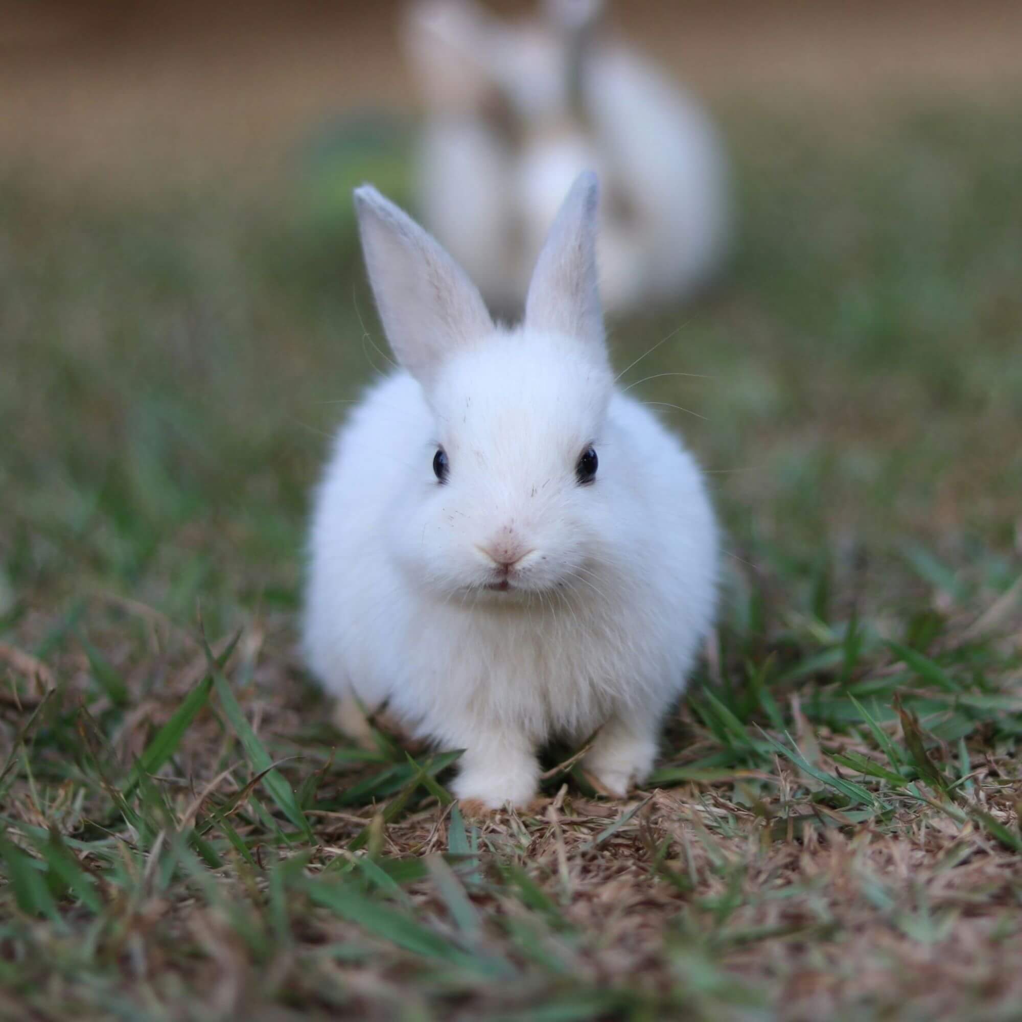 Image from Unsplash for the BunnyLulu AA