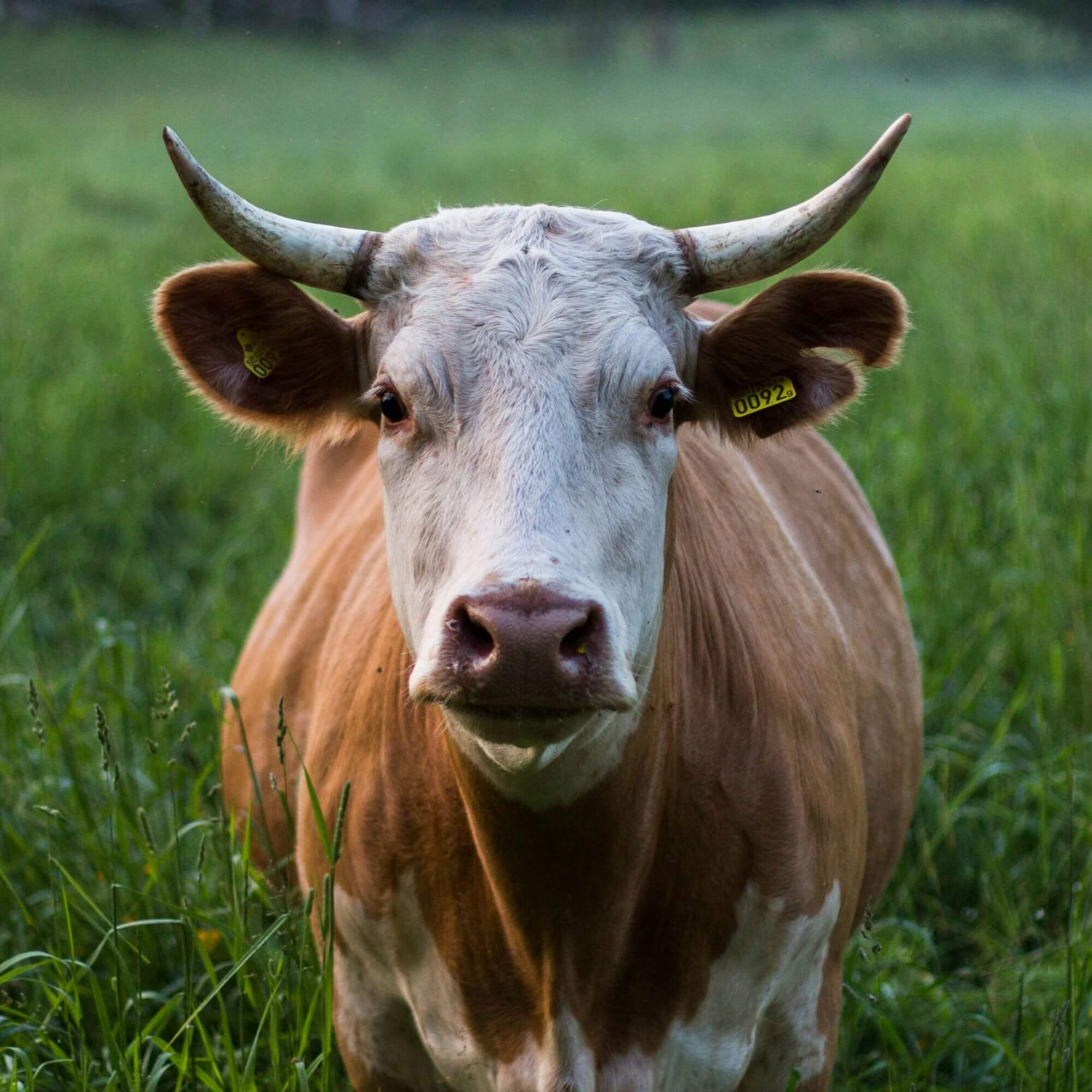 Image form Unsplash for the ear tags mission