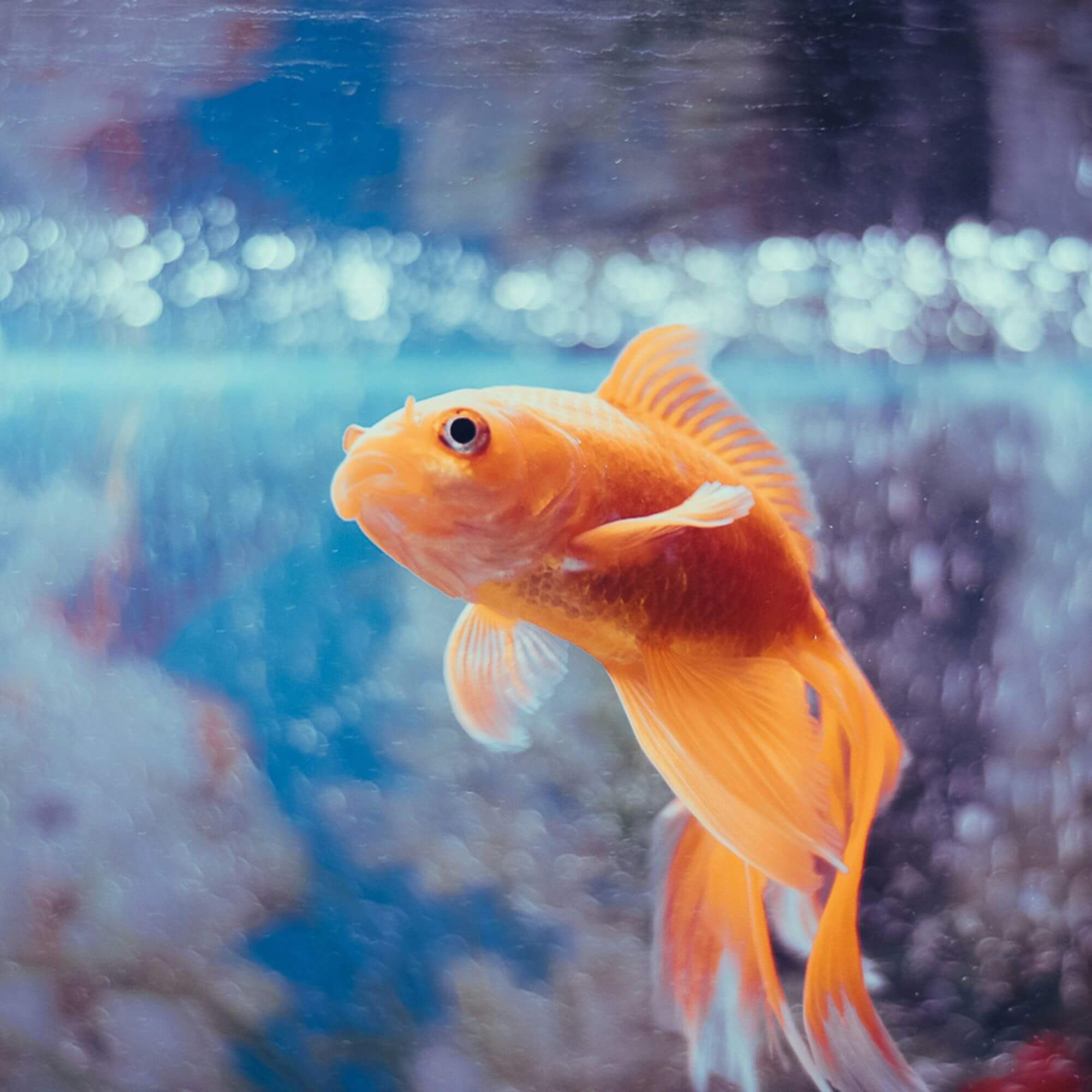 Image from Unsplash for the goldfish racing article