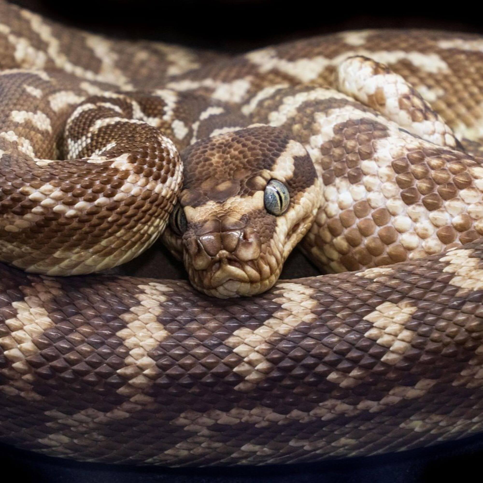 Image from Pixabay for the scales n tails mission