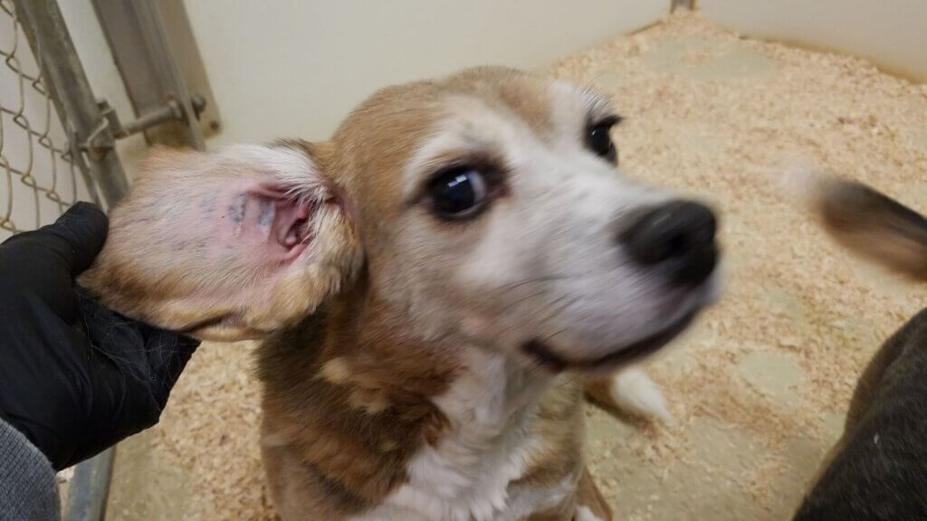 PETA-owned image for the send hqr petition mission