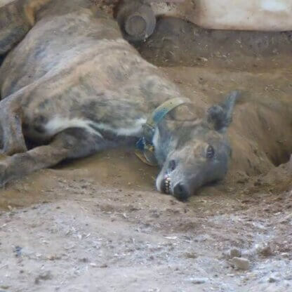 PETA-owned image for the Kansas blood bank AA