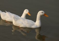 Image from Unsplash for the Vuori AA