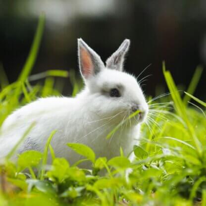 Image from Unsplash for the animal testing toxic mission