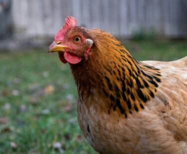 Image from Unsplash for the backyard eggs article