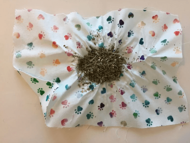 PETA-owned image for the DIY cat toy mission