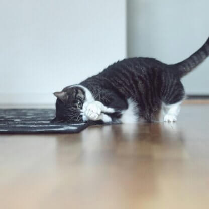 Image from Unsplash for the diy cat toy mission