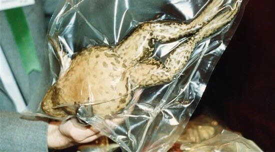 Image for the end animal dissection page