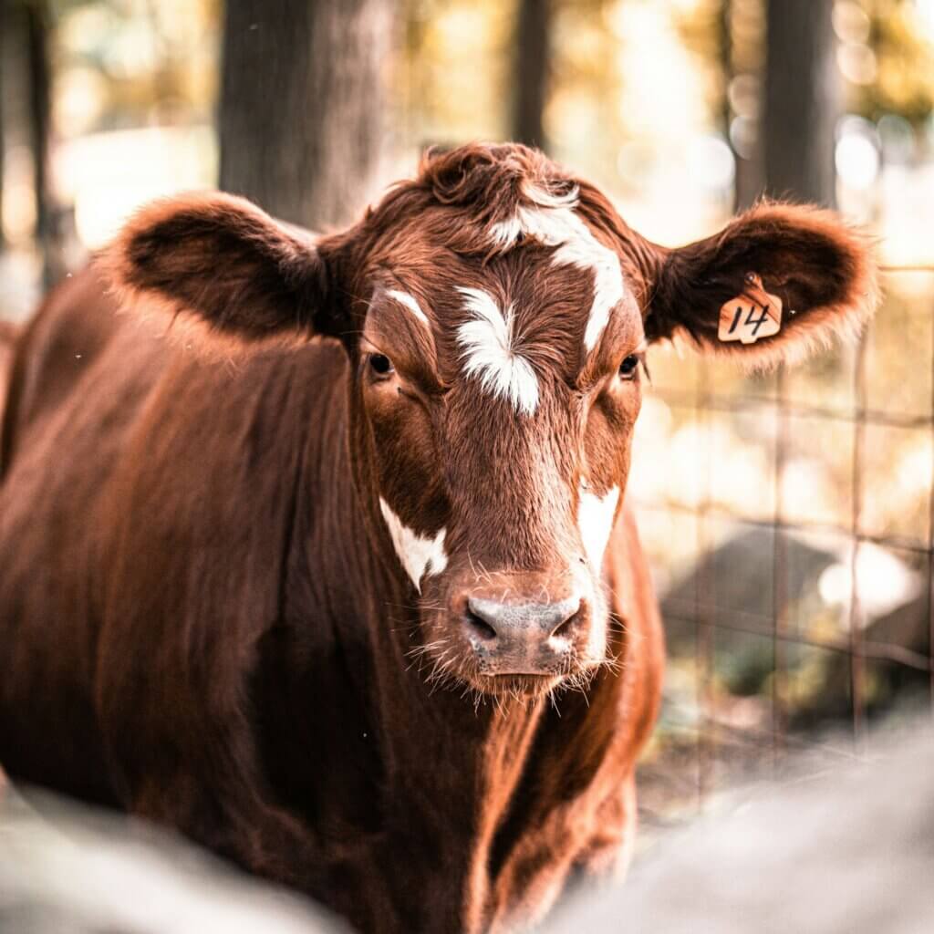 Image from Unsplash for the pus video mission