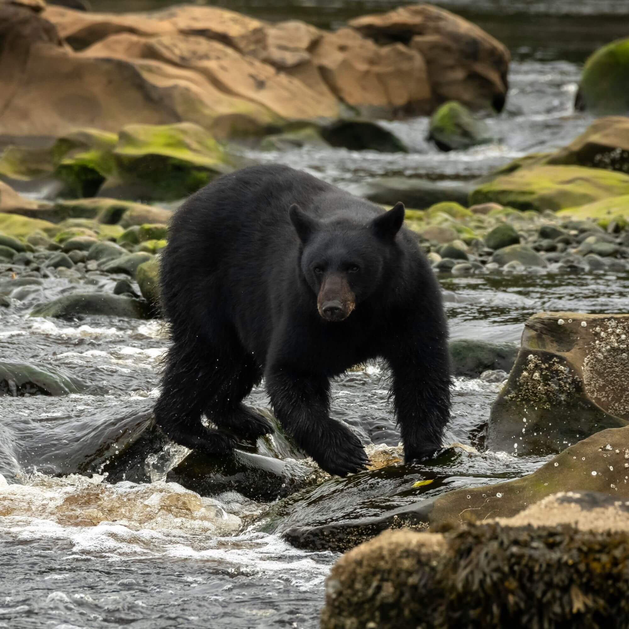 Image from Unplash for the three bears aa