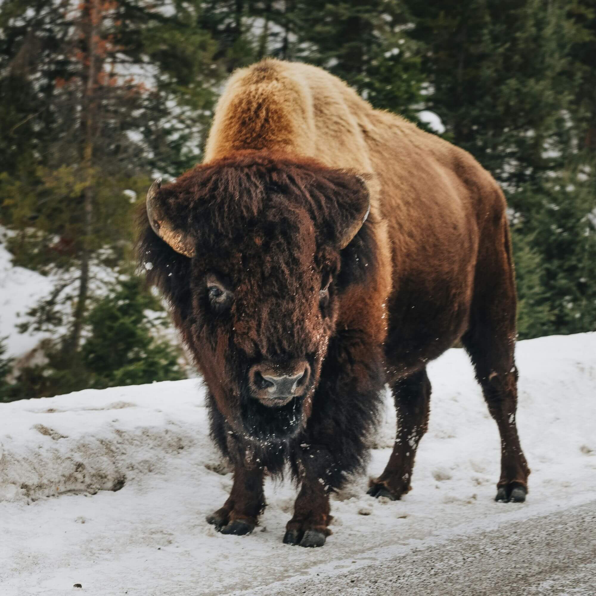 Image from Unsplash for the CU Boulder AA