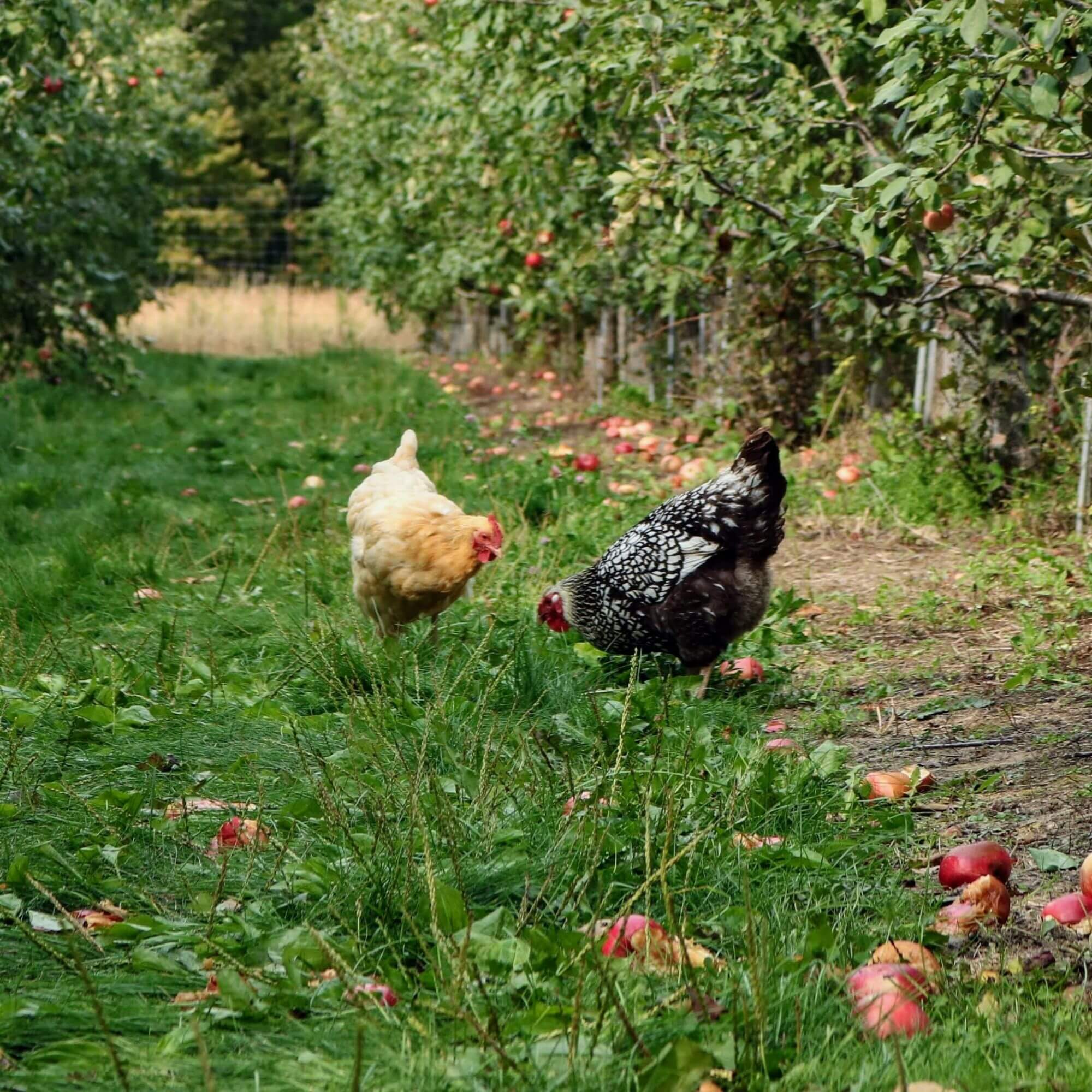 Image from Unsplash for The Fresh Market AA