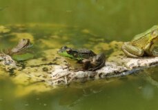 Image from Unsplash for the animal dissection pledge mission